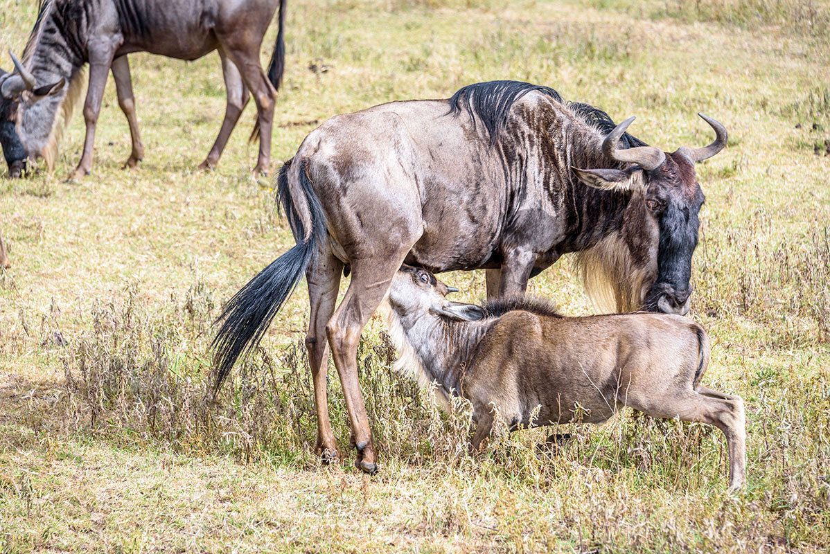 3-Day Serengeti Wildebeest Calving & Ngorongoro Crater
