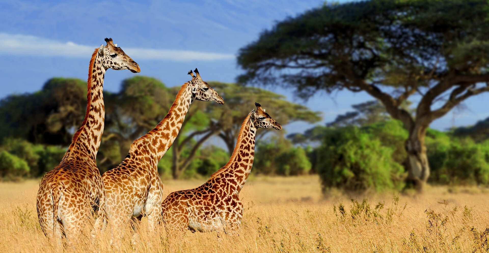 4-Day Tarangire- Serengeti- Ngorongoro & Manyara Safari