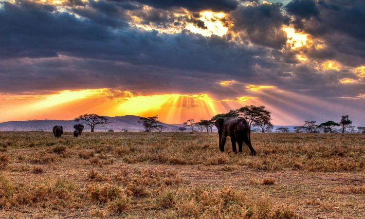 6 Reasons the Serengeti Should be on your Travel Bucket List