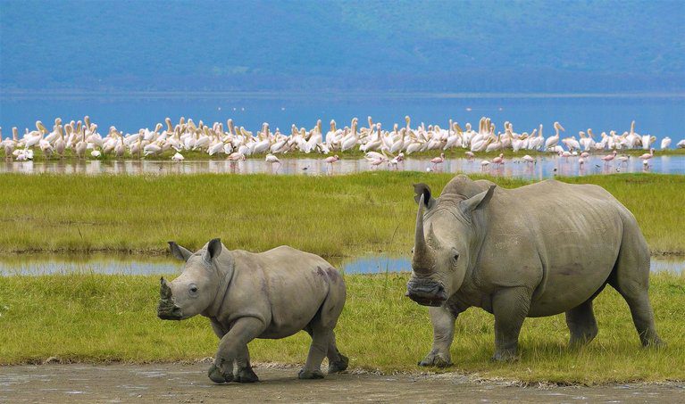 7 Reasons You Should Visit The Ngorongoro Crater.