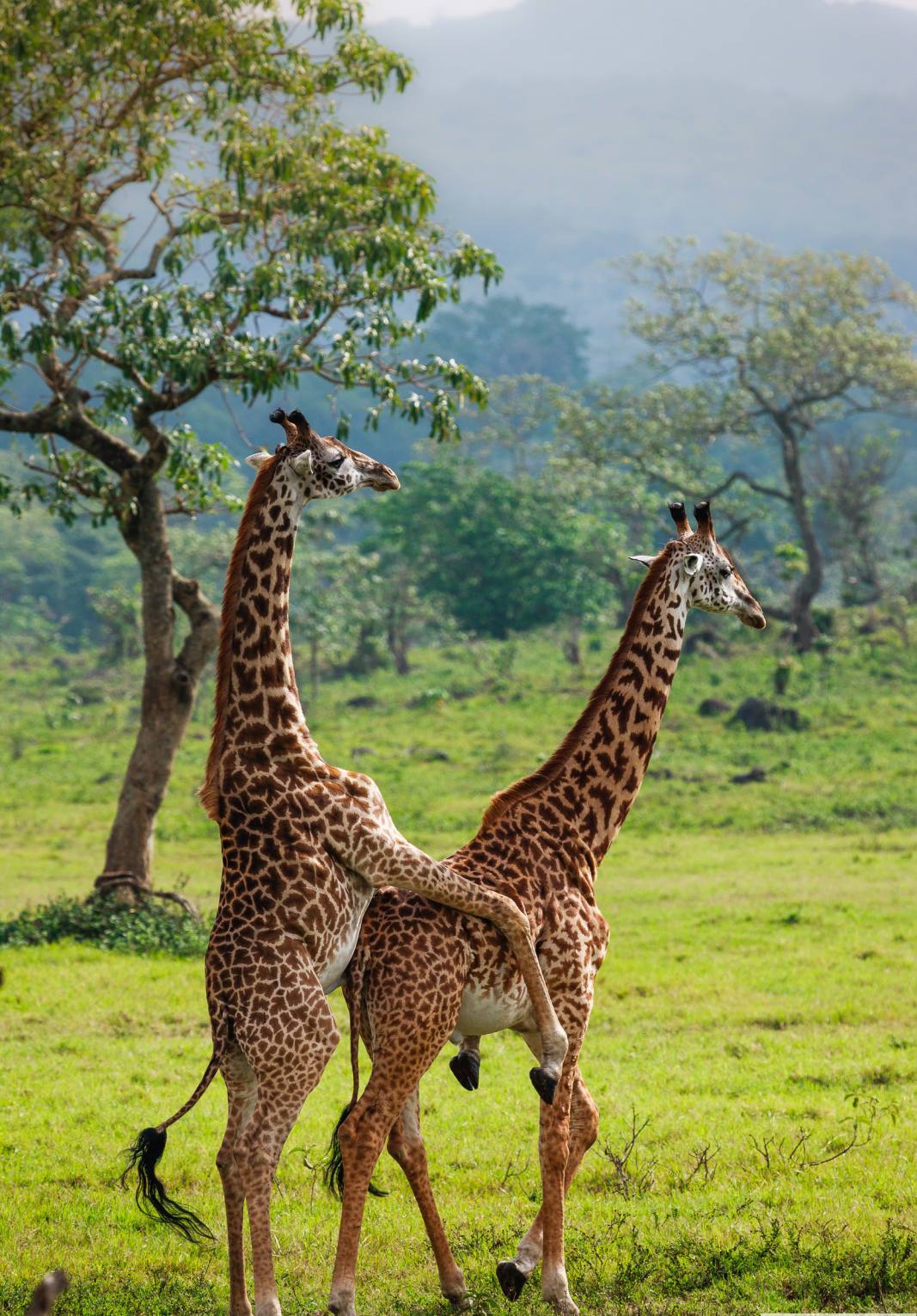 Arusha national park