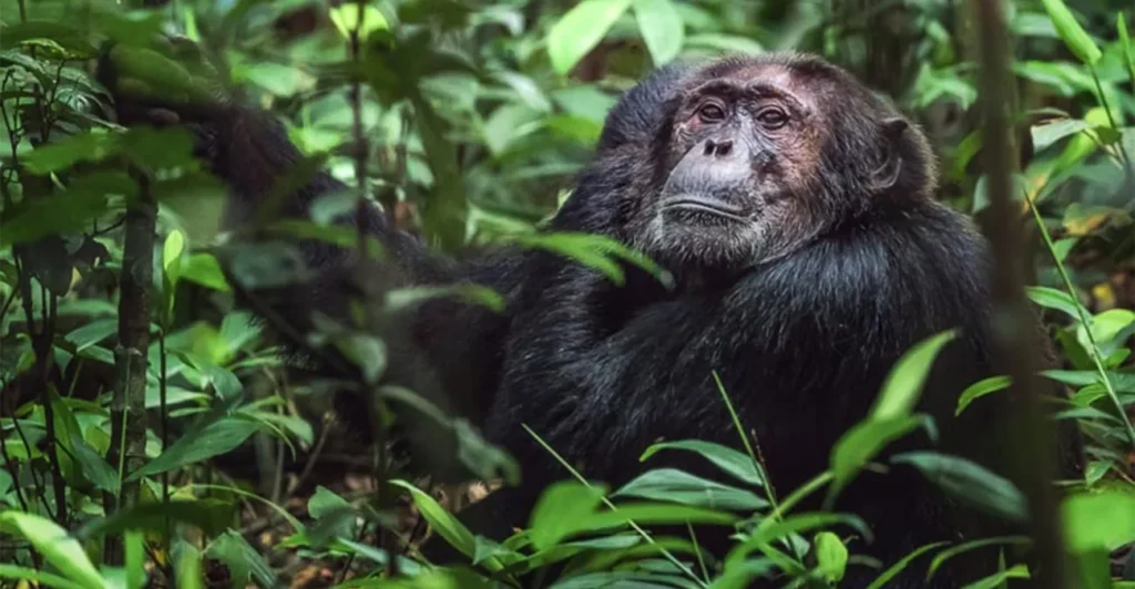Congo Chimpanzees
