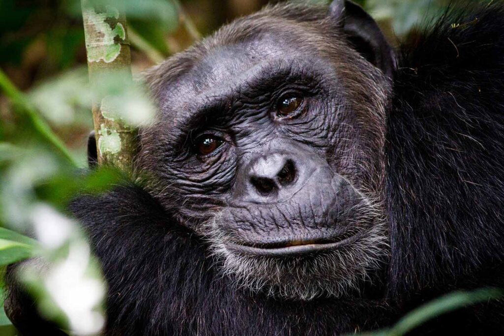 Chimpanzee trekking and tracking experience