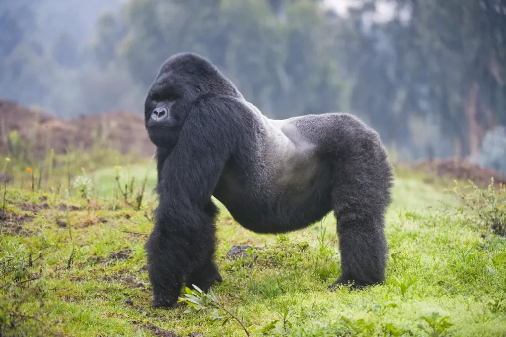 Congo Gorillas