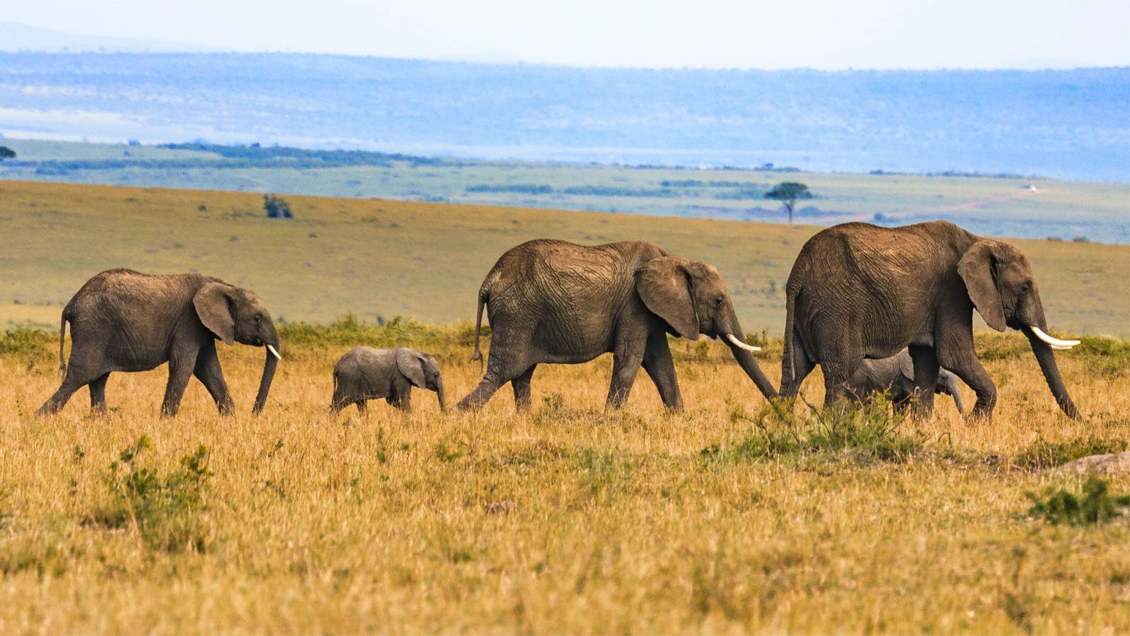 Elephant Safaris in Tanzania