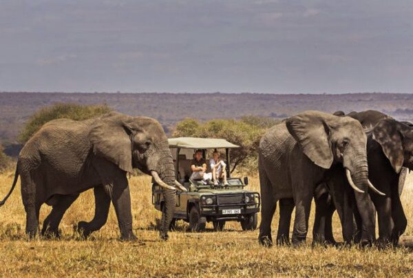 Elephant Safaris in Tanzania