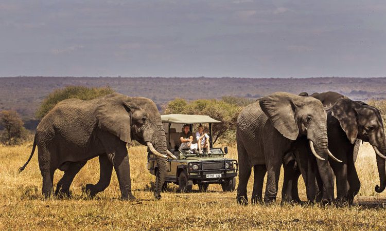 Elephant Safaris in Tanzania