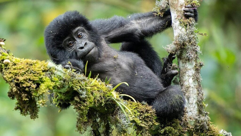Gabon Gorillas