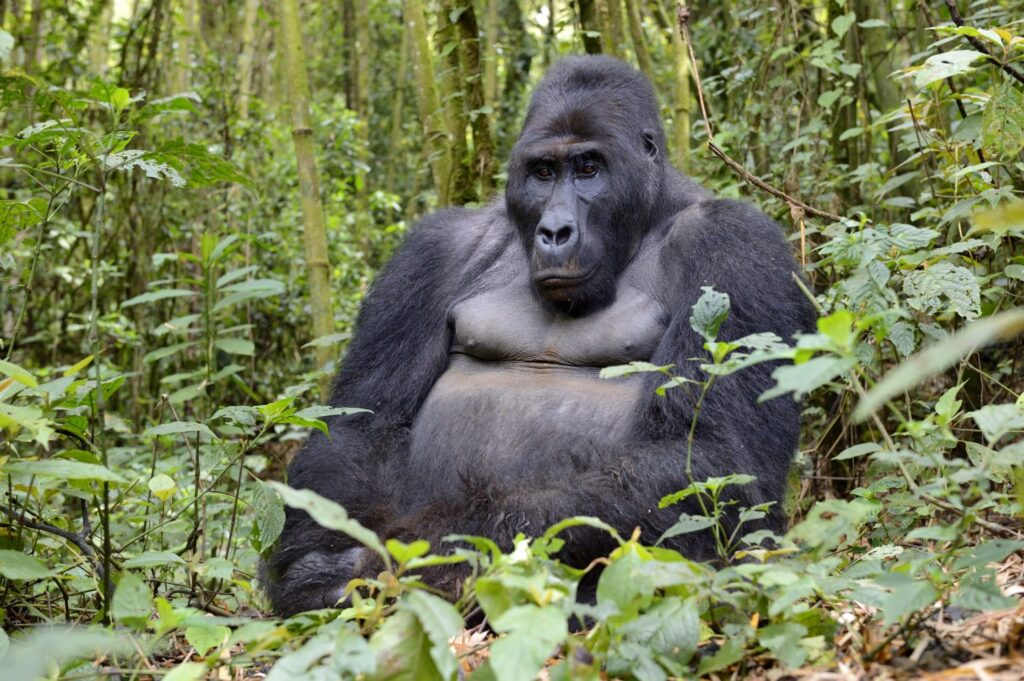 Gorilla Habituation Experience