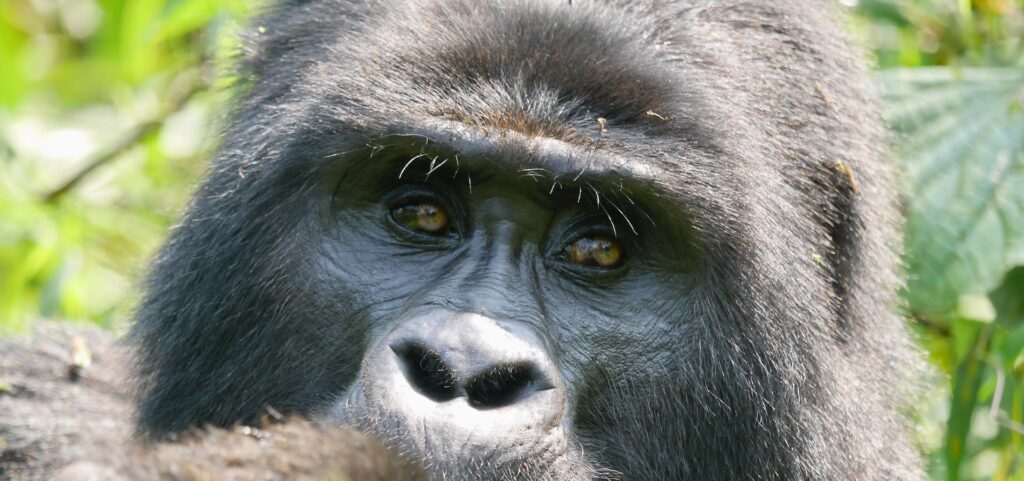 Gorilla Permits Required