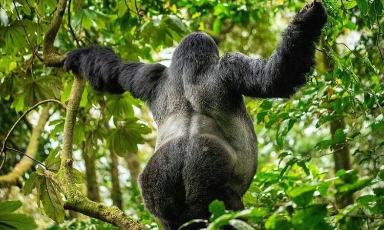 Gorilla trekking rules and guidelines