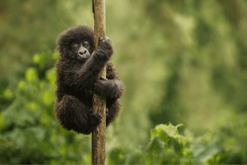 How long does gorilla trekking take