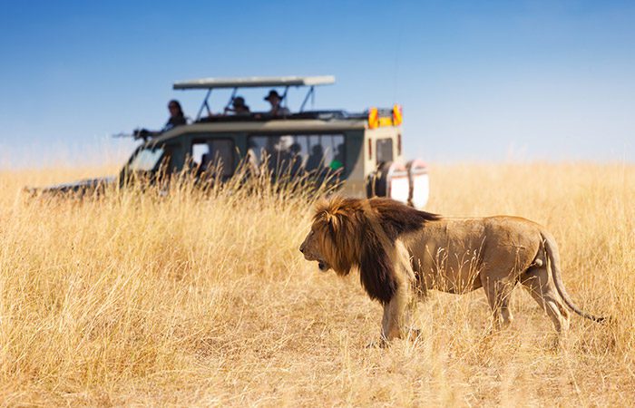 Lion Safari in Tanzania