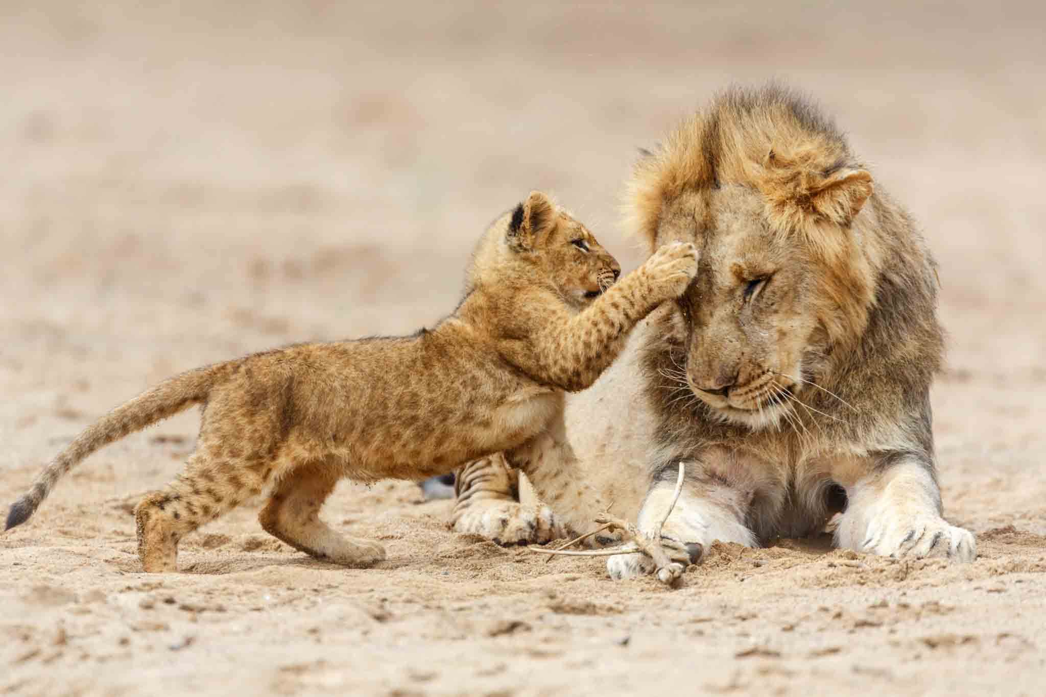 Lion Safari in Tanzania