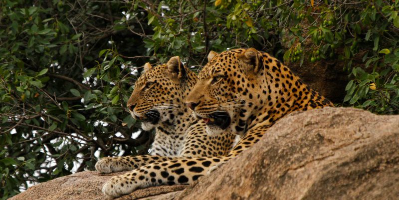Private Concessions in Serengeti National Park