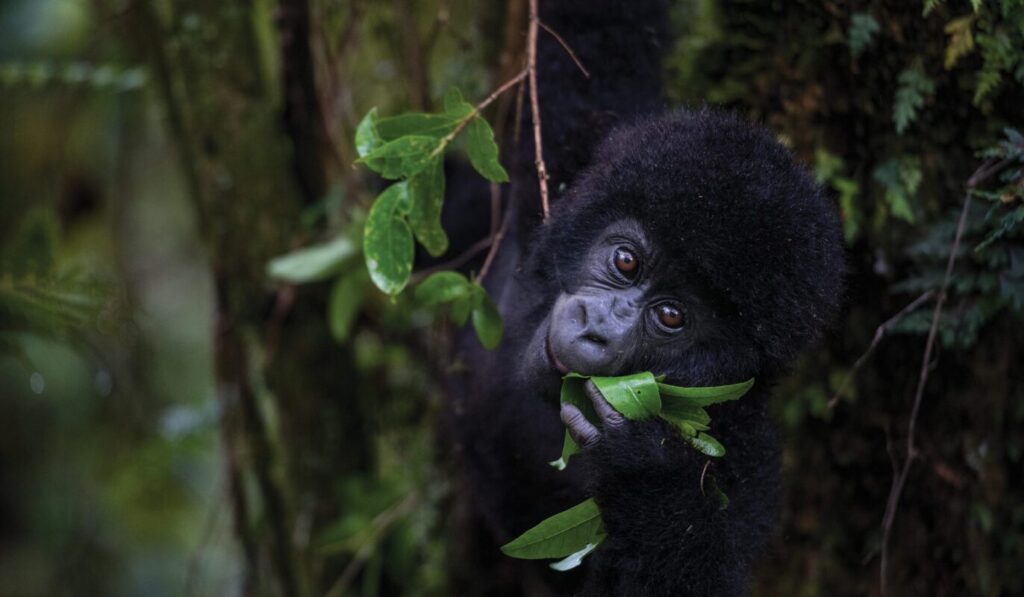 Rwanda Gorillas