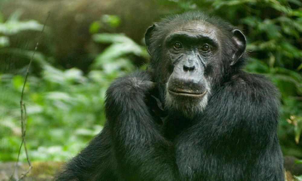 Rwanda Chimpanzees