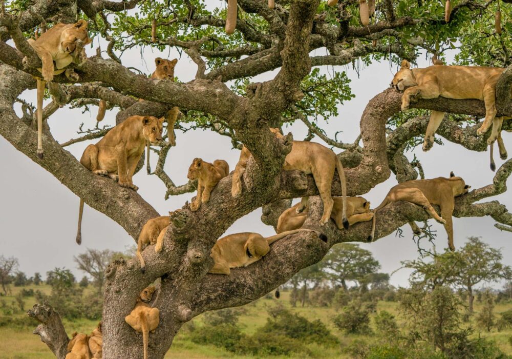 Serengeti National Park Serengeti National Park