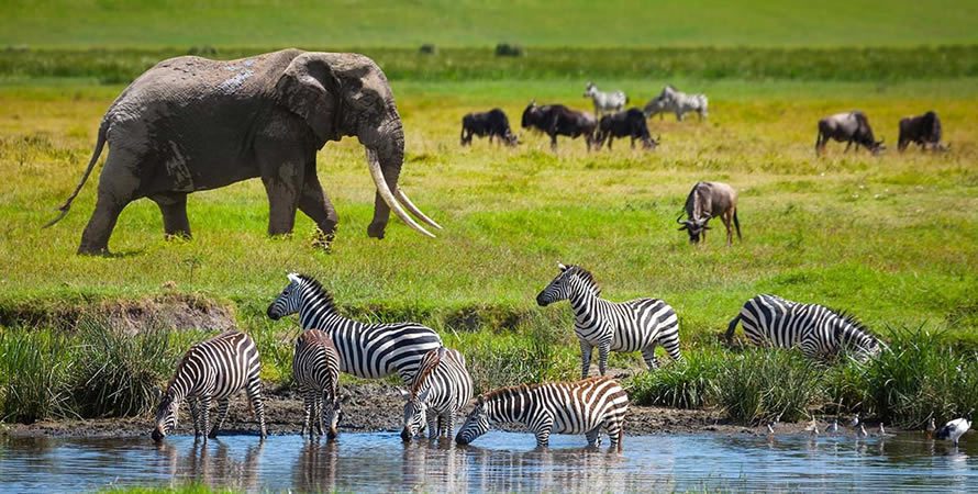 Serengeti or Nyerere, which is better?