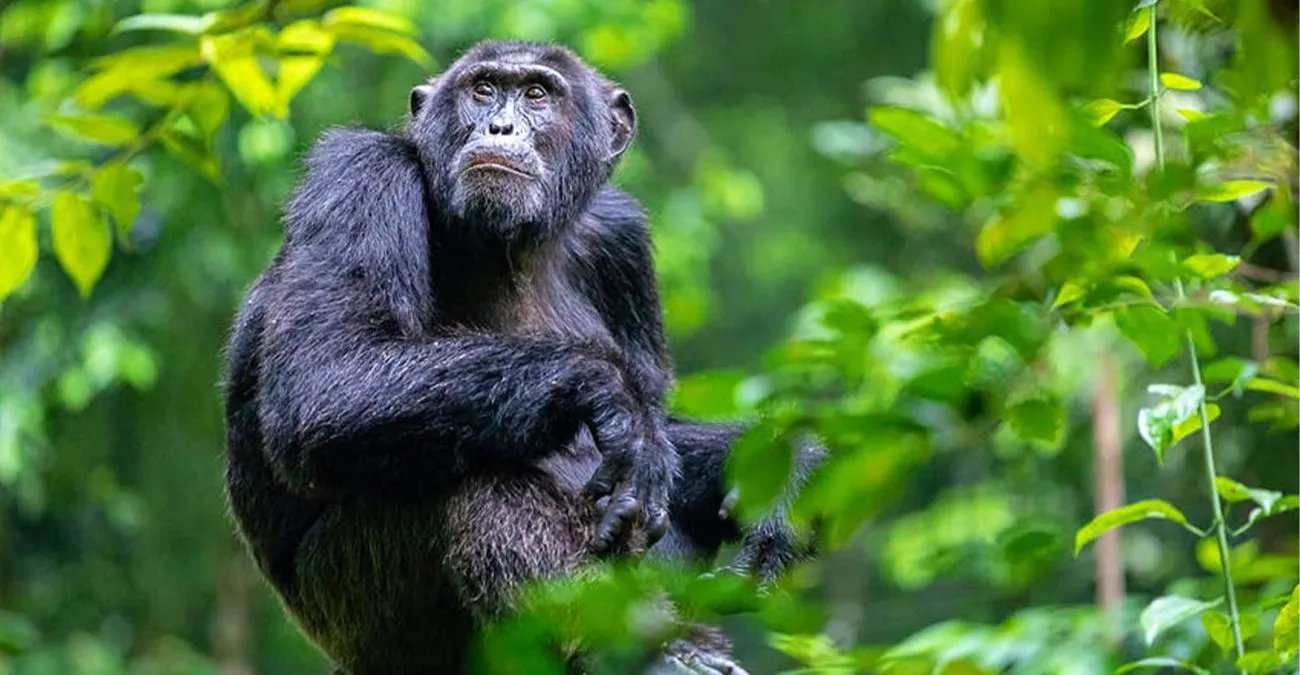 Single-animal safari in Tanzania