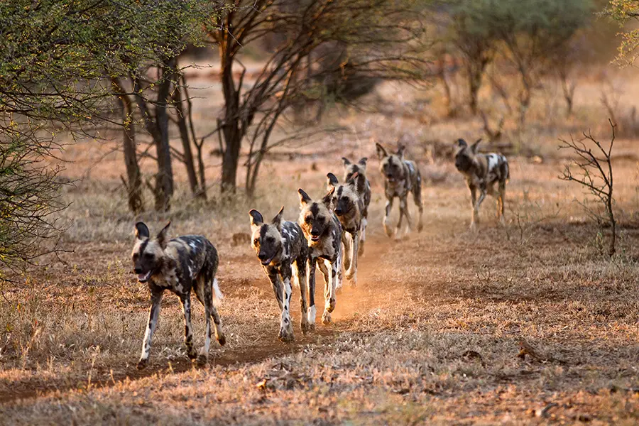 Single-animal safari in Tanzania