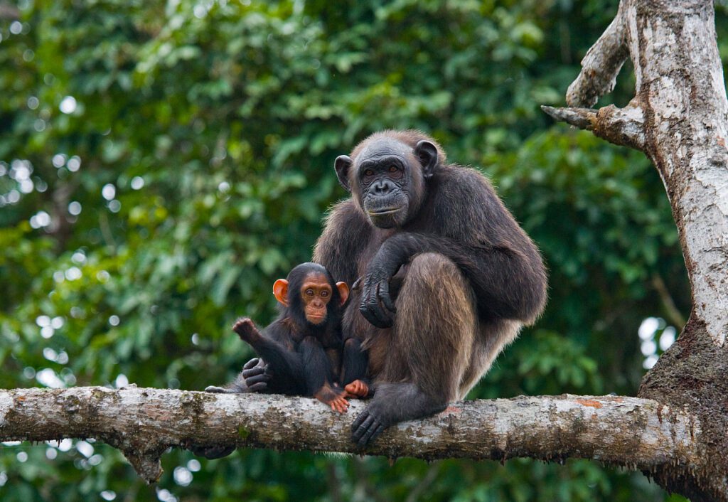 Tanzania Chimpanzees