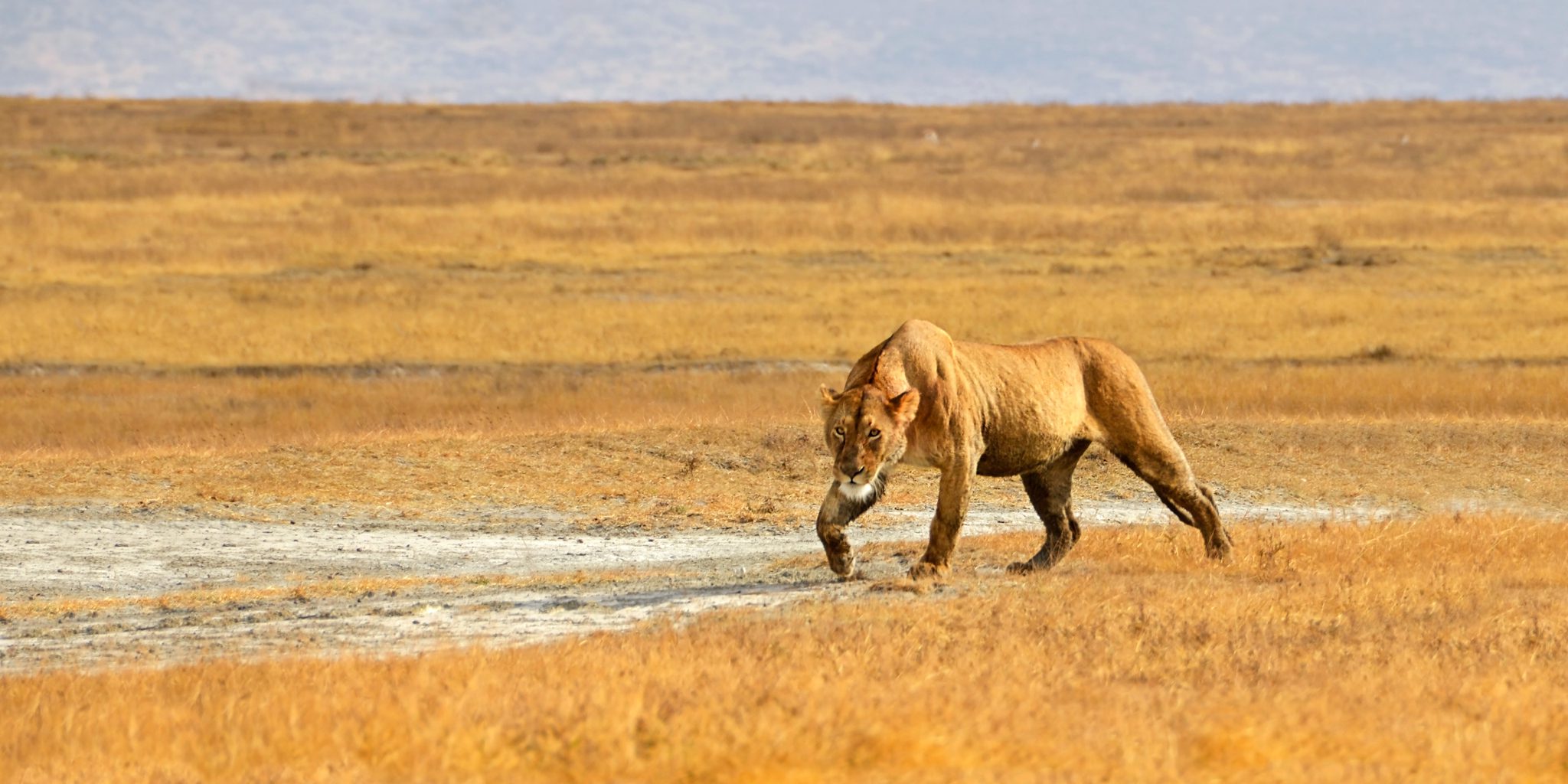 Top 5 Places to Visit in Tanzania
It’s an interesting journey to go on a Tanzania safari. And everyone wants to make the most out of their safari. That’s when prior knowledge of your favorite becomes an important aspect of safari planning. Tanzania has a myriad of places worth visiting, if you have time and a budget. But we don’t always have time and budget. We’ve picked ten places worth a visit, whether you're a first-timer or a repeat visitor. Let’s explore.
1.	Serengeti National Park.
This is our number-one destination in the country for wildlife safaris. It represents the country’s finest wildlife moments and hosts the world’s largest population of predators. First-timers will enjoy its countless animal encounters during game drives. And seasoned explorers can go for specific events like the calving season and the river crossings of the Great Migration. Furthermore, the Big Five make a unique wildlife adventure, drawing wildlife explorers to the ‘endless plains’ of the Serengeti.
In terms of places to stay, Serengeti has a lot of them – from large hotels and lodges to small camps designed to follow the Great Migration. Practically, the Serengeti gets so much from July through August, as many eyes to witness the grand finale of the Great Migration – the Mara River crossings. So, the north and central regions may be crowded, while the southern and western regions remain untouched.
2.	Ngorongoro Conservation Area.
Of all the wildlife destinations in Tanzania, Ngorongoro is unique. Here, the heart of wildlife beats as fast as that of a normal human life. The conservation area’s top spot is the Ngorongoro Crater – the world’s largest unbroken caldera. Spanning just 264 km2, this majestic feature hosts over 25,000 animals. And they are not migratory because this crater has all the basic needs, a wild animal would require.
The crater is a result of an internal collapse of the famous Ngorongoro Mountains, forming a large bowl. The eruption exposed fertile ashes on the floor, allowing the growth of nutrient-rich grass on the floor and in other places like the Ndutu Plains south of the crater. People come here to watch the Big Five animals because it’s so easy to do so in the crater. They also conclude their trip with a village visit to one of the Maasai villages.
3.	Zanzibar.
Off the east coast of the Indian Ocean is an idyllic archipelago: Zanzibar. It makes most of the beach holidays, attracting vacationers from every corner of the globe. Among the top highlights are Kendwa and Nungwi, two world-famous beaches known for calm waters, rich marine life, and night vibes. You can find them on the northern coast of Zanzibar.
Those who love going deep in the ocean with a scuba can enjoy doing so in the Mnemba Atoll, where healthy corals, hammerhead sharks, manta rays, and whale sharks thrive. If you love history and culture, then a walk through the alleys of the historic Stone Town is a must-do thing. You will taste local cuisines, visit mosques, and explore ancient buildings displaying the architectural designs of the Arabs, Portuguese, Swahili, and Persians.
Zanzibar also hosts many festivals and events. The Zanzibar International Film Festival (ZIFF), Mwaka Kogwa, and the Sauti za Busara are among the most famous festivals. Just confirm the dates of your travel, and we will tell you if there’s a festival or event. Another key highlight on this island is the spices. Because of these plants, this archipelago is sometimes called the “spice islands.”
4.	Mount Kilimanjaro.
Practically climbing Kilimanjaro is a complete itinerary by itself, especially when you have just one week to spend on vacation. Taking on Africa’s highest mountain requires five days of hiking. But we can’t recommend this short itinerary because it has low success rates. We advise you to dedicate 6 days or more to hiking Kilimanjaro to increase your chances of success.
Kilimanjaro is a 19,341-foot peak. The snow at the top may not be intimidating because everyone is prepared for the freezing temperatures on the peak, but altitude sickness is very serious. Although it’s not technical, a Kilimanjaro climb requires acclimatization and a basic fitness level. Kilimanjaro has seven routes uphill – Marangu, Machame, Rongai, Umbwe, Shira, Lemosho, and Northern circuit.
5.	Ruaha National Park.
Nestled in the far south of the country, this remote park harbors some of the highest wildlife concentrations. With the mass heading to the northern parks, Ruaha remains untouched and virgin. Here, the grey giants roam through the acacia-dotted woodlands, making up Tanzania’s largest elephant population. The giant baobabs also add a unique touch to the park’s landscape, while the Great Ruaha River teems with large pods of hippos and many Nile crocodiles.
Ruaha offers memorable adventures in addition to traditional game drives and balloon adventures. You can do a canoe or boat ride along the mighty Ruaha River: meet the giants of the riverine pools and the powerful crocodiles basking in the sun. Fly camping is available in a few parks in Tanzania, with Ruaha being one of them.
The bottom line.
Tanzania is more than just a trip to these five destinations. But with a trip to any of these wonderful places, you’ll have a glimpse of what a Tanzania safari. Should you want a destination other than those included in this list, share with us. Our expert planners will assist you through the planning process. We are just a call away from crafting your dream Tanzania safari.
