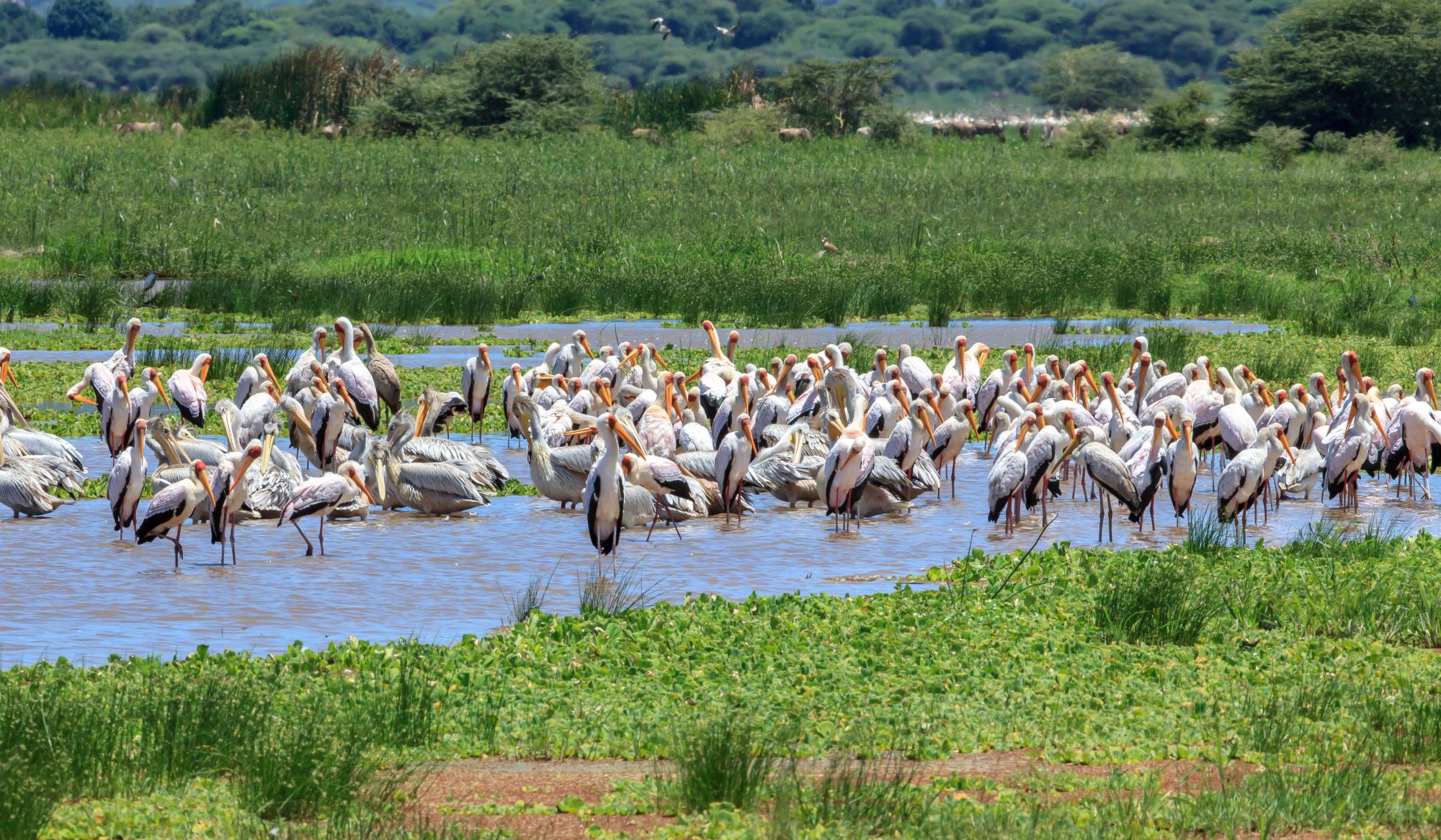 Tourism Around Lake Zone in Tanzania
