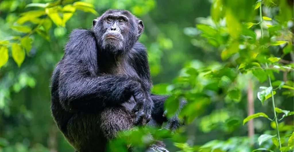 Uganda Chimpanzees