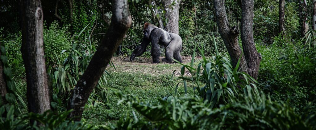 What to Bring gorilla trekking