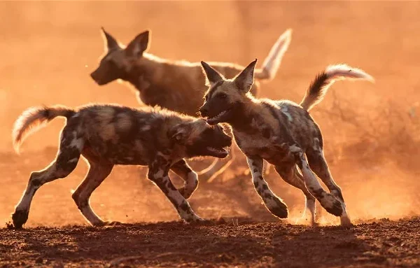 Wild Dog Safaris in Tanzania