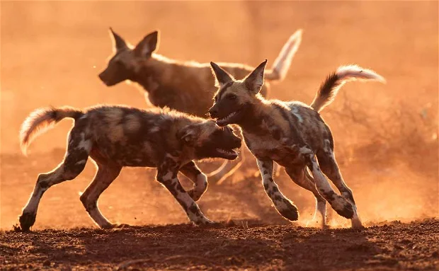 Wild Dog Safaris in Tanzania