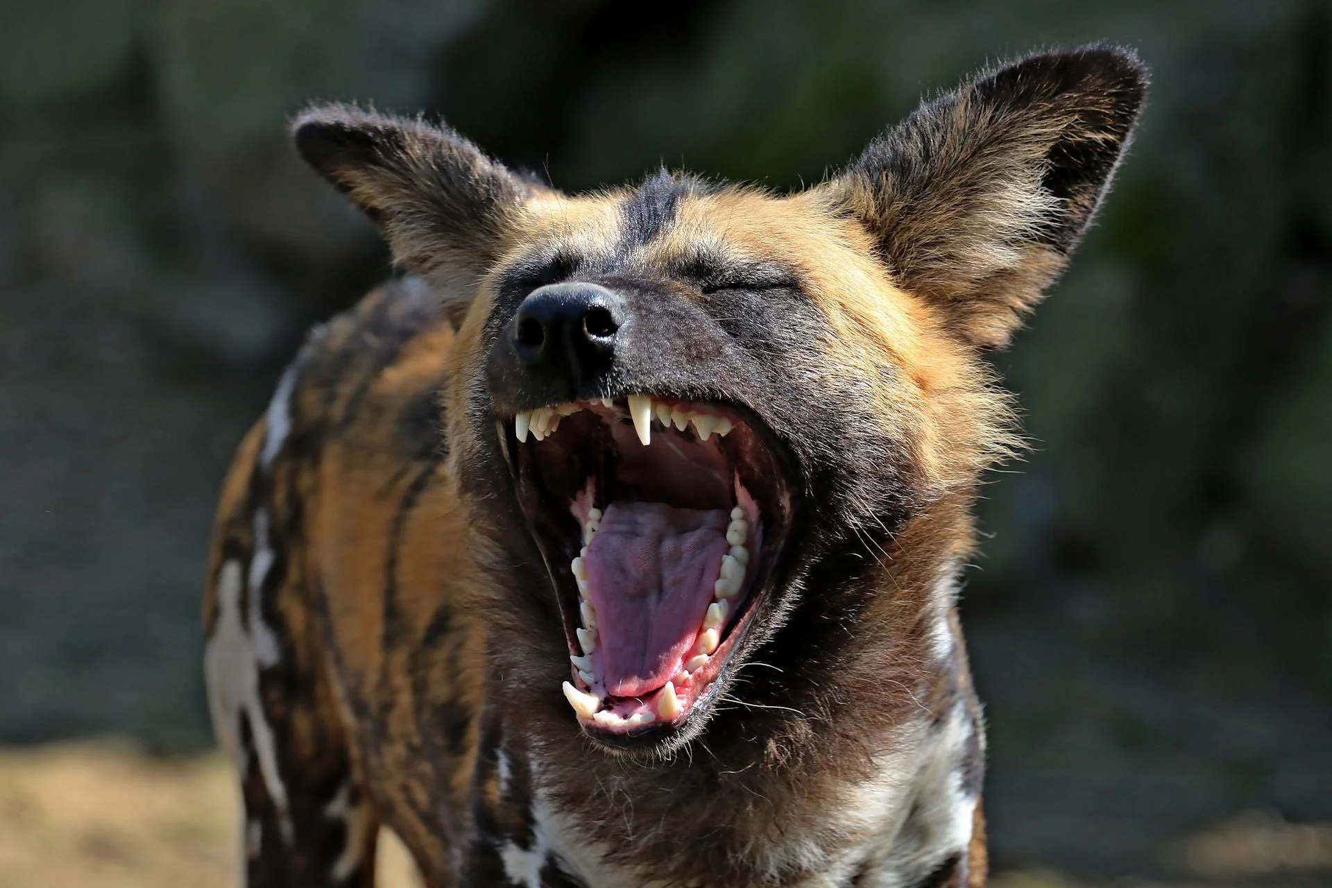 Wild Dog Safaris in Tanzania