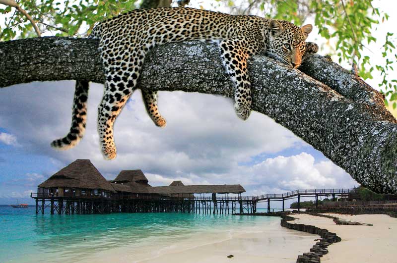 Zanzibar Beach and Wildlife Holidays