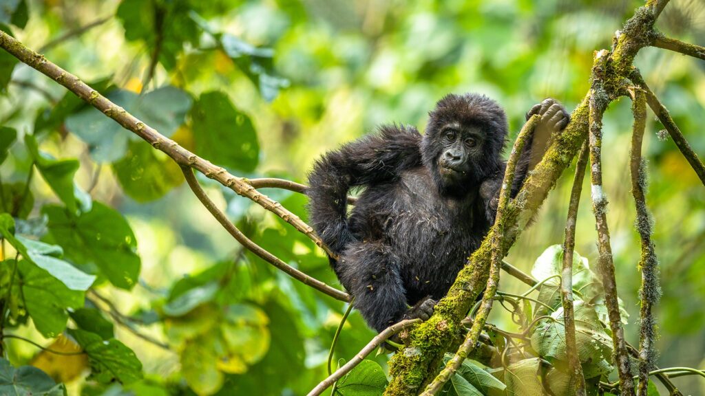 best time to go gorilla trekking