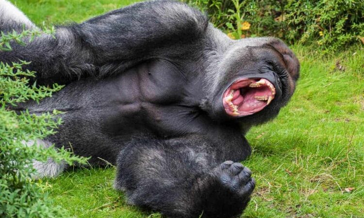 Gorilla Trekking Health & Safety