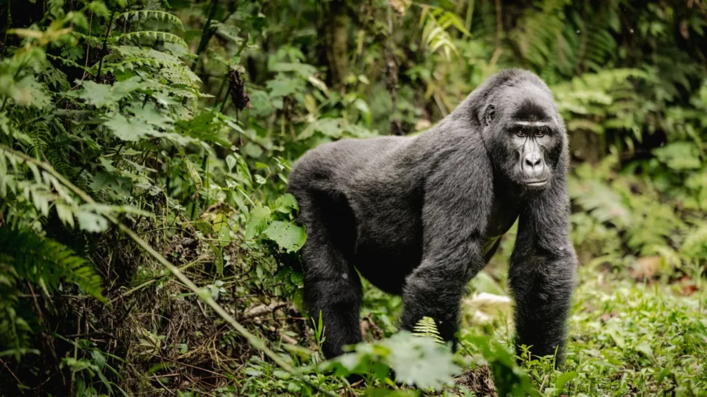 gorillas bg wildlife safaris tanzania