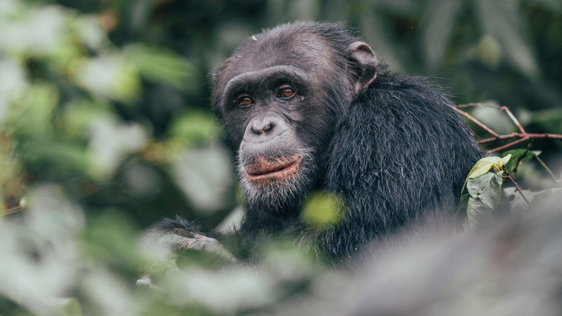 10 Days Combined Chimpanzee & Gorilla Trekking Safari in Uganda & Rwanda