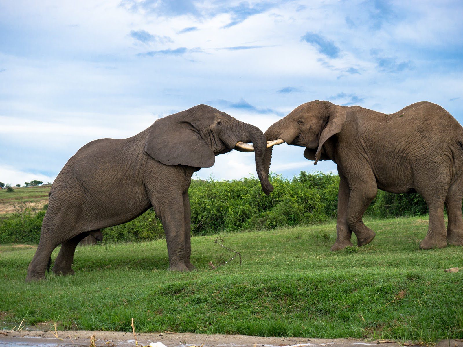 10 Days Combined Uganda and Rwanda safari tour