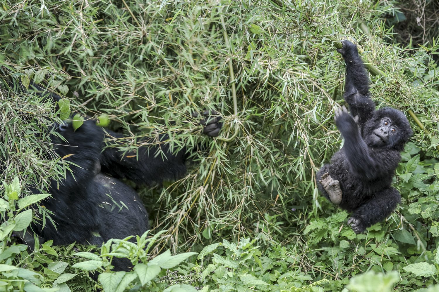 10 Days Rwanda & Uganda Combined Gorilla Trekking