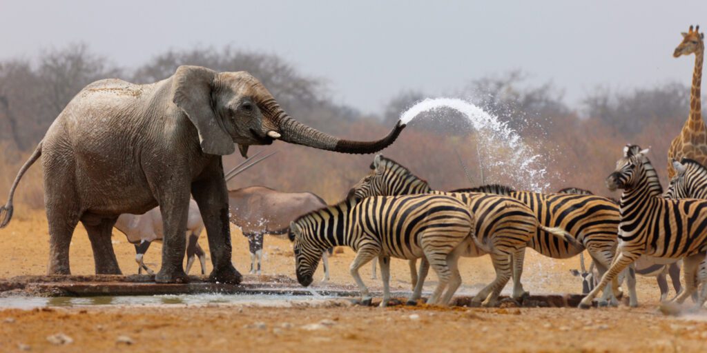 11 Days Ultimate Wildlife & Beach Safari – Northern Tanzania & Zanzibar