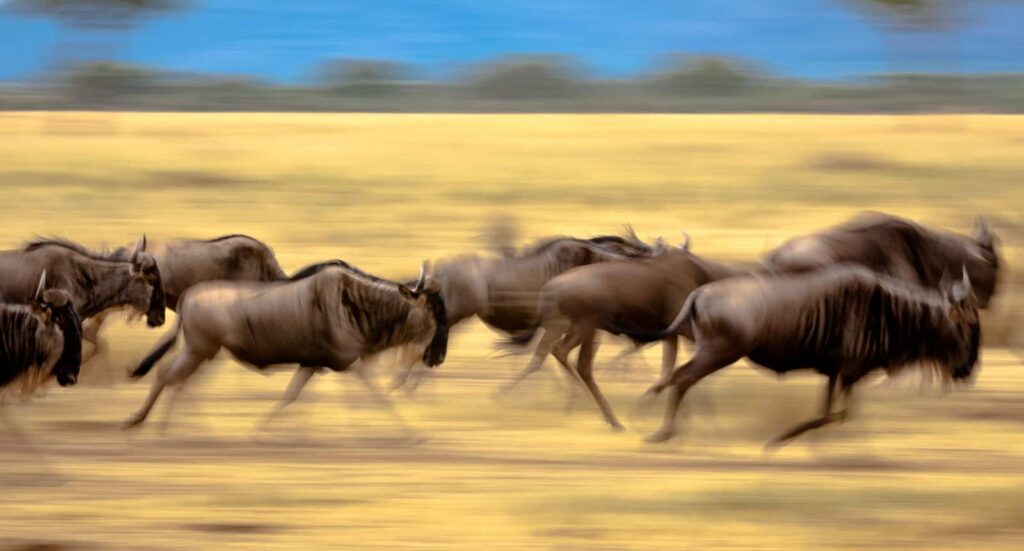 12 Days Kenya & Tanzania Great Migration Safari