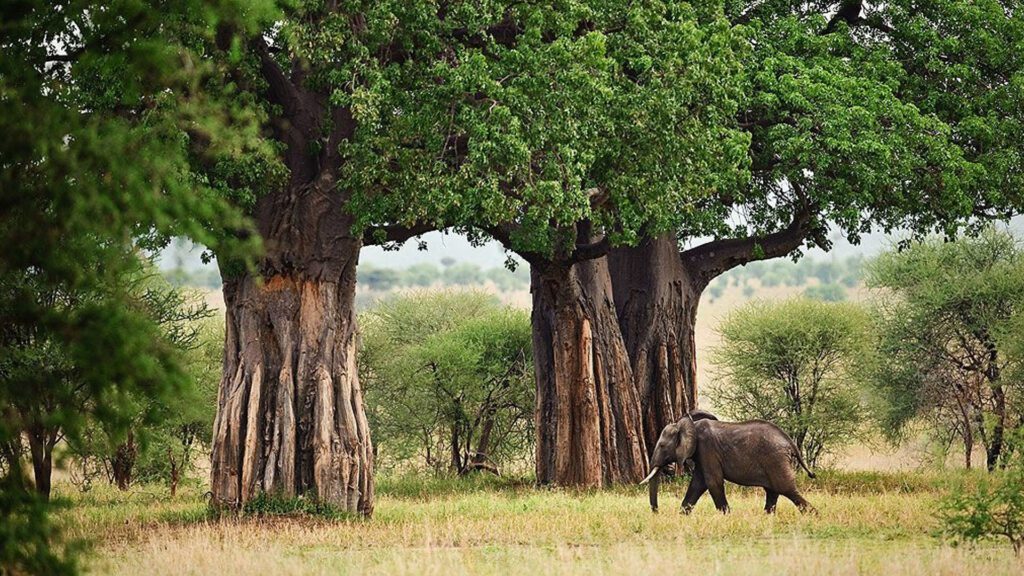 12 Days Tanzania Safari & Zanzibar Honeymoon Escape