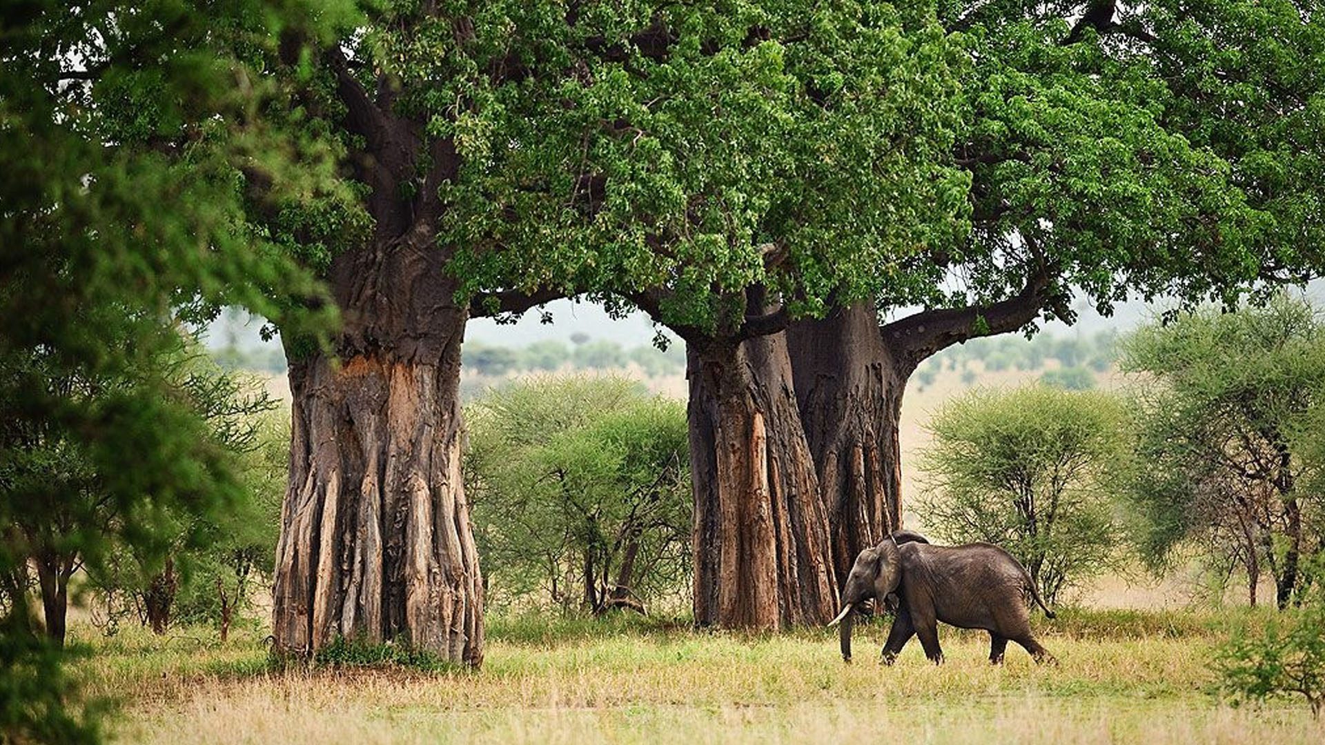 12 Days Tanzania Safari & Zanzibar Honeymoon Escape