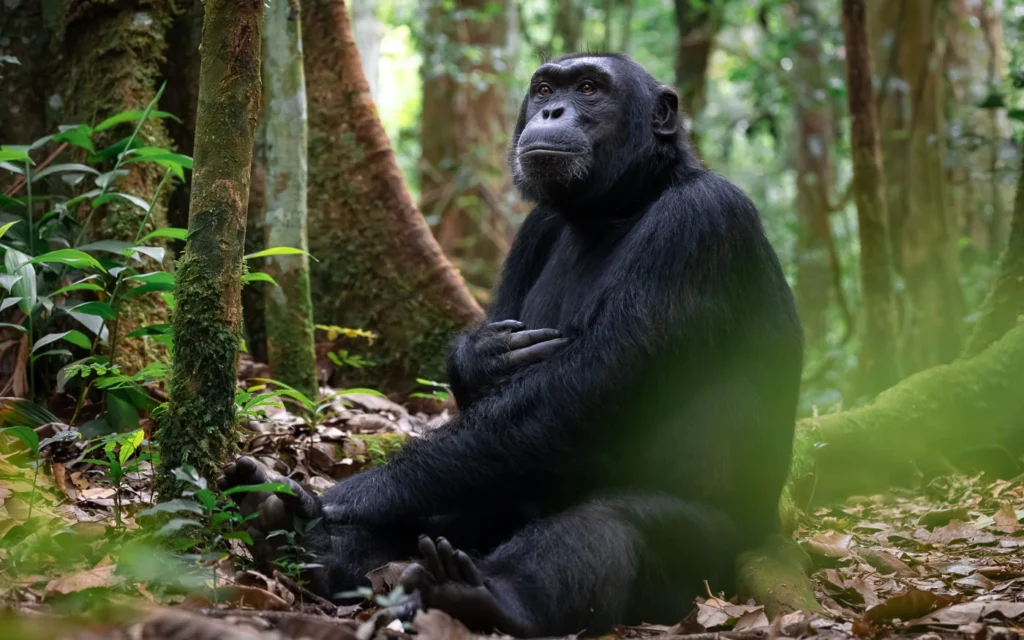 12 Days Uganda Chimpanzee Safari with Rwenzori & Cultural Experiences