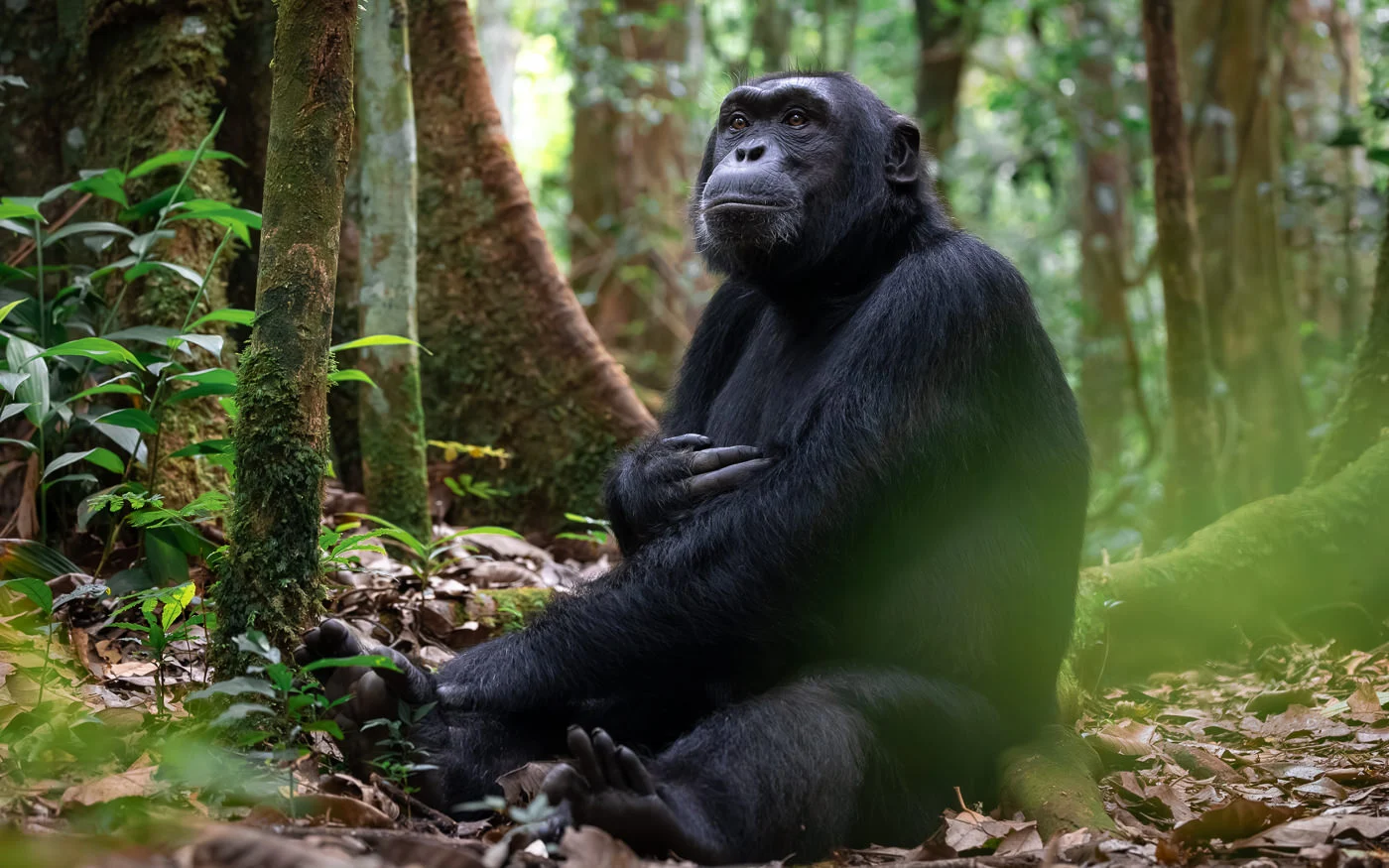 12 Days Uganda Chimpanzee Safari with Rwenzori & Cultural Experiences