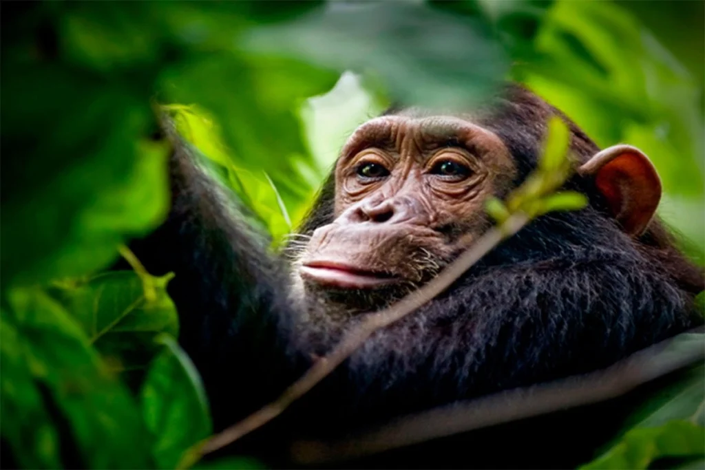 14 Days East African Primate Safari – Gorillas, Chimpanzees & Wildlife