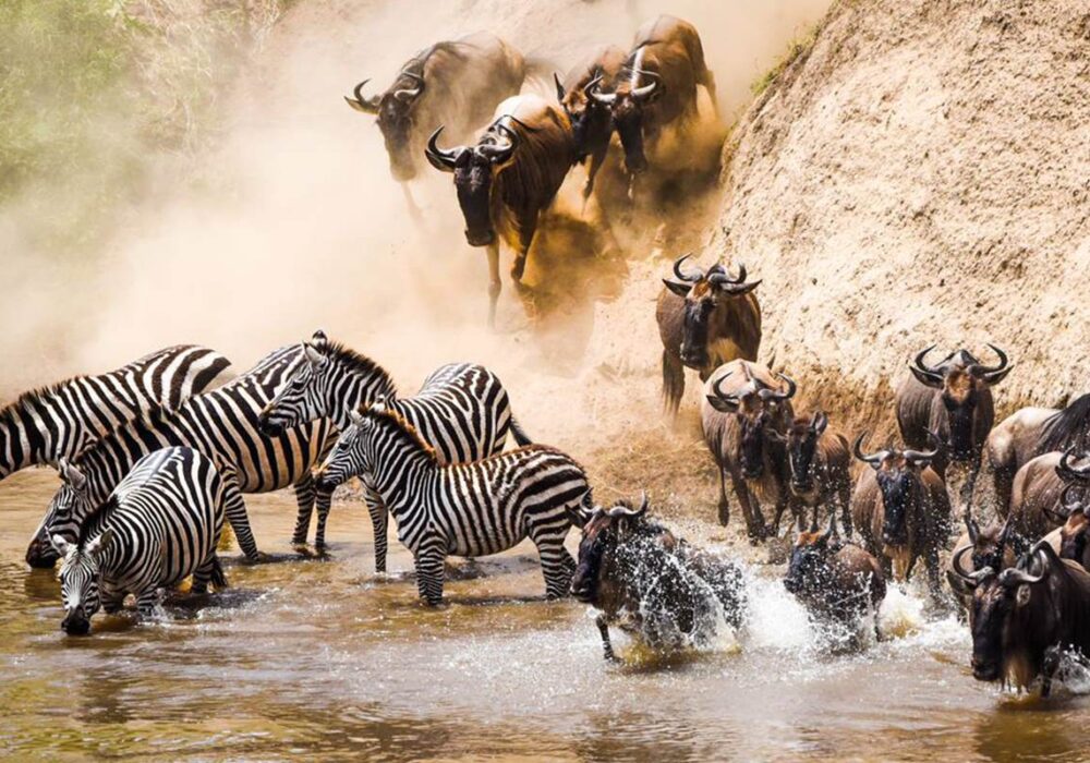 14 Days Masai Mara, Serengeti and Gorilla Safari 1 14 Days Masai Mara, Serengeti and Gorilla Safari