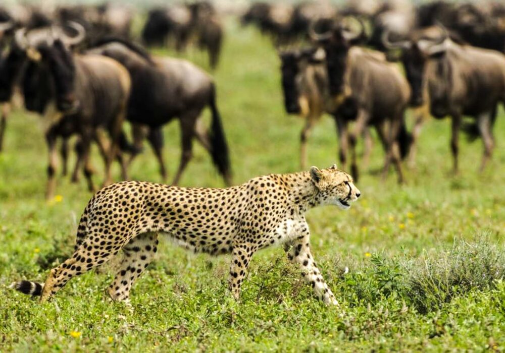 Wildlife / migration around Kusini Camp, Serengeti, Tanzania, March 2006. 14 Days Masai Mara, Serengeti and Gorilla Safari