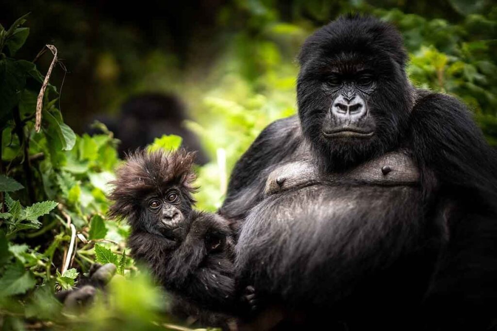 3 DAY PRIMATE & CULTURE SAFARI